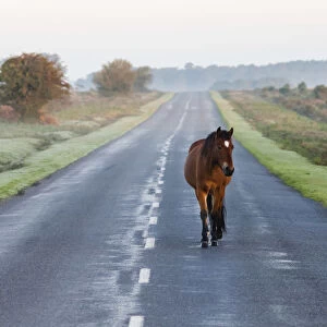 England, Hampshire, New Forest, Horse Walking on Road