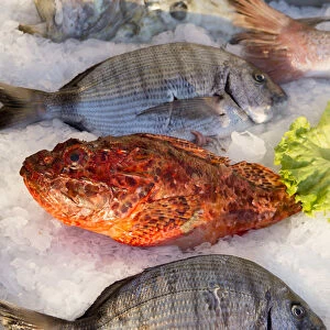 Europe, Balkans, Croatia, Hvar, Mediterranean sea fish on ice in a restaurant in Hvar