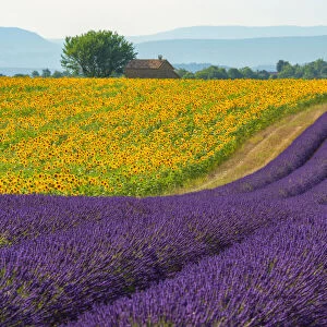 Europe; France; Provence-Alpes-Ca'te d Azur; Provence; Valensole; Lavender