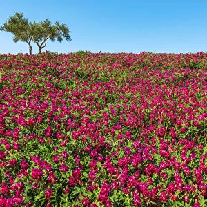 Europe, Italy, Sicily. A rural landscape in spring time full with flowers