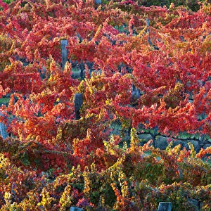 Europe, Italy, Umbria, Perugia district. Vineyards of Montefalco
