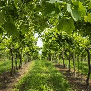 Europe, Italy, Veneto. Vineyard near Soave