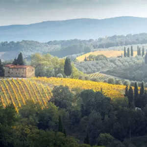 A fairytale-like view of the Tuscany hills, with vineyards and cypress trees everywhere and a lonely countryhouse to complete the scene, near San Gimignano, Tuscany, Italy