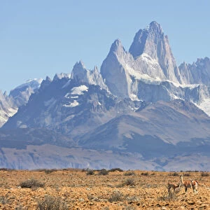 A family of guanacos with the Mount Fitz Roy in the background