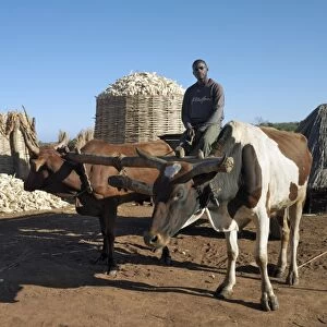 A farmer and his ox cart with a bountiful harvest of maize in the background
