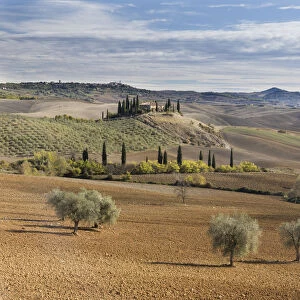A farmhouse surrounded by olive trees, cypress trees and ploughed fields in the autumn