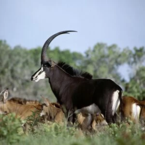 A fine bull sable antelope with chesnut-brown females