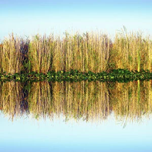 Florida, Everglades National Park, Sawgrass Reflection, Abundant In the Wet Marshes