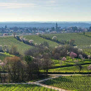 Flourishing almond trees at Gimmeldingen with view at Mussbach, Rhineland-Palatinate