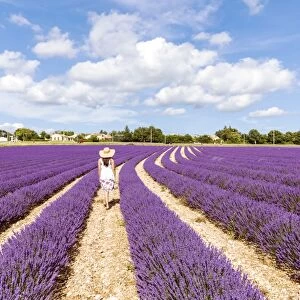 France, Provence Alps Cote d Azur, Vaucluse, Banon. Woman walking in lavender field in summer