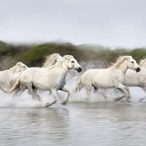 France, Provence, Camargue, White horses of the Camargue run through a lake