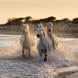 France, Provence, Camargue, White horses of the Camargue run through the surf in