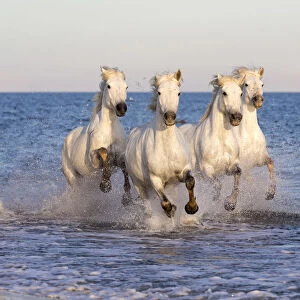 France, Provence, Camargue, White horses of the Camargue run through the mediterranean
