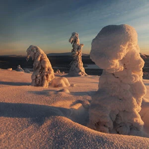 Frozen trees of Lapland at sunrise in winter, Akaslompolo, Yllastunturi National Park