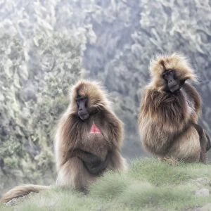 Gelada baboons in Simien Mountains National Park, Ethiopia