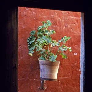 Detail of a geranium pot through a window