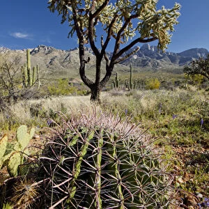Giant Cholla Cactus, Santa Catalina State Park, Tucson, Arizona, USA