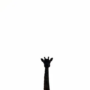 Giraffe in Serengeti, Tanzania