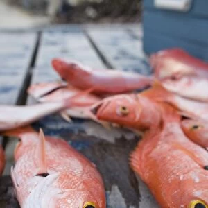 Goldeneye fish, Caye Caulker, Belize