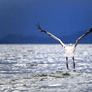 Great White Pelican (Pelecanus onocrotalus), Lake Naivasha, Nakuru County, Kenya