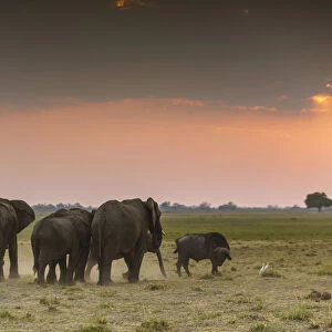 Group of elephants at sunset. Mahango Game Reserve, Bwabwata National Park, Kavango