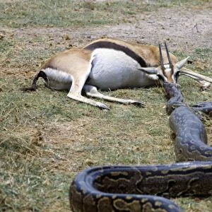 Having killed a Thomsons gazelle