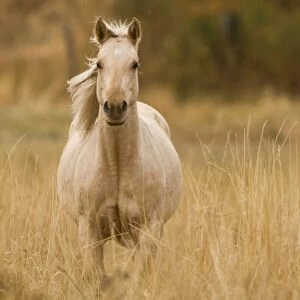 Horse, Montana, USA