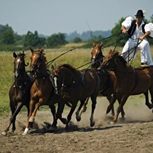 Hungarian Cowboy Horse Show