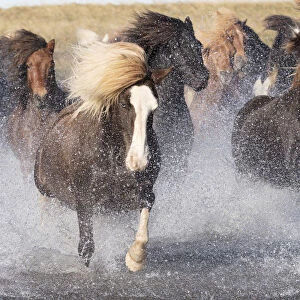 Icelandic horses running across a glacial river, South Iceland