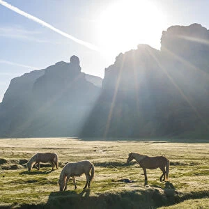Icelandic horses at sunrise, Southern Iceland, Iceland