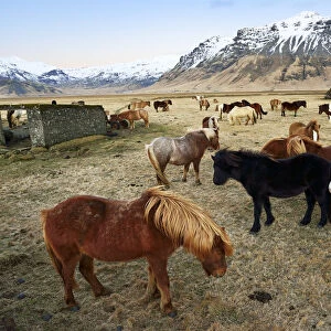 Icelandic ponies near Vik, Iceland