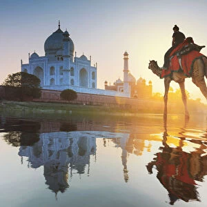 India, woman crossing the Yamuna river on a camel with the Taj Mahal in the background