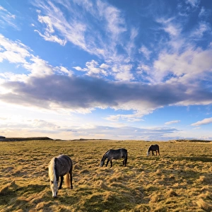 Ireland, Co. Donegal, Fanad, Horses in field