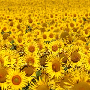 Italy, Tuscany; Field of blooming sunflowers