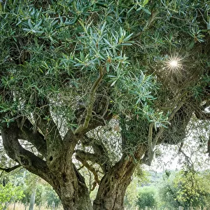 Italy, Tuscany. The old olive tree at a farmhouse near to Castagneto Carducci