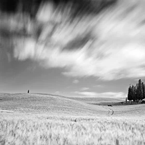Italy, Tuscany, Siena district, Orcia Valley, Cypress on the hill near San Quirico