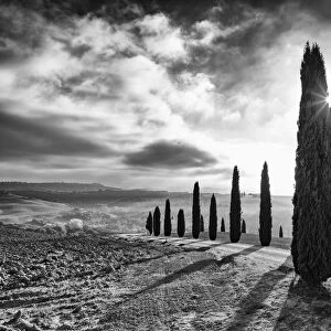 Italy, Tuscany, Val d Orcia listed as World Heritage by UNESCO, rows of backlit cypress