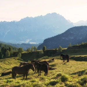 Italy, Veneto, some horses resting at dawn at Pass Giau