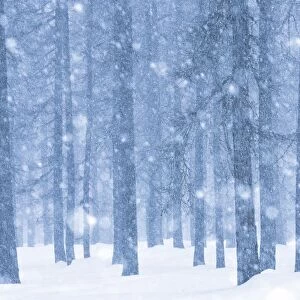 Italy, Veneto, Magic atmosphere on larch trees under an heavy snowfall