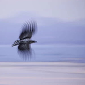 Juvenile White-tailed Eagle (Haliaeetus albicilla) in flight (slow shutter)