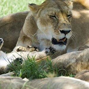 Kenya, Masai Mara. A lion cub paws its mothers face as she rests in the shade of a tree at midday