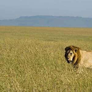 Kenya, Masai Mara. A male lion stalks through the grass out on the plains