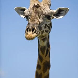 Kenya, Masai Mara. Masai giraffe