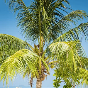 Ko Lipe, Satun Province, Thailand. Palm tree on white sand beach