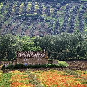 Landscape, Andalucia