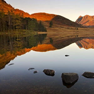 The Langdale Pikes reflected in a mirrorlike Blea Tarn at sunrise, Lake District National