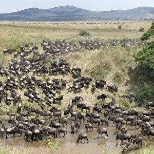 A large herd of Wildebeest and Burchells zebra