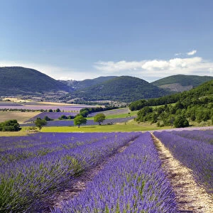 Lavender field next to Banon, Banon, Provence, Provence-Alpes-Cote d Azur, Alpes de Haute Provence, France