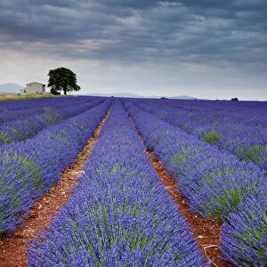 Lavender Field, Valensole Plain, Alpes-de-Haute-Provence, France
