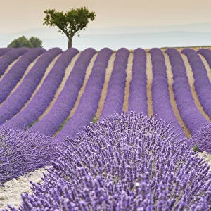 Lavender raws and tree at sunset. Plateau de Valensole, Alpes-de-Haute-Provence